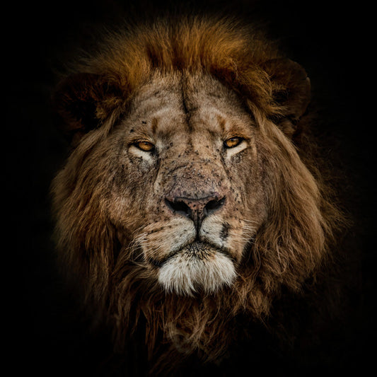 Mufasa