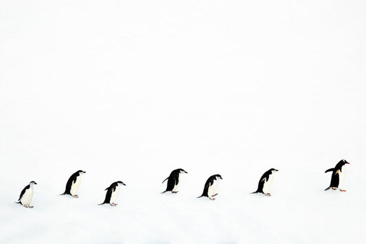 Chasing Gentoos