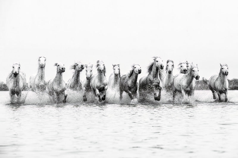 The French Horses