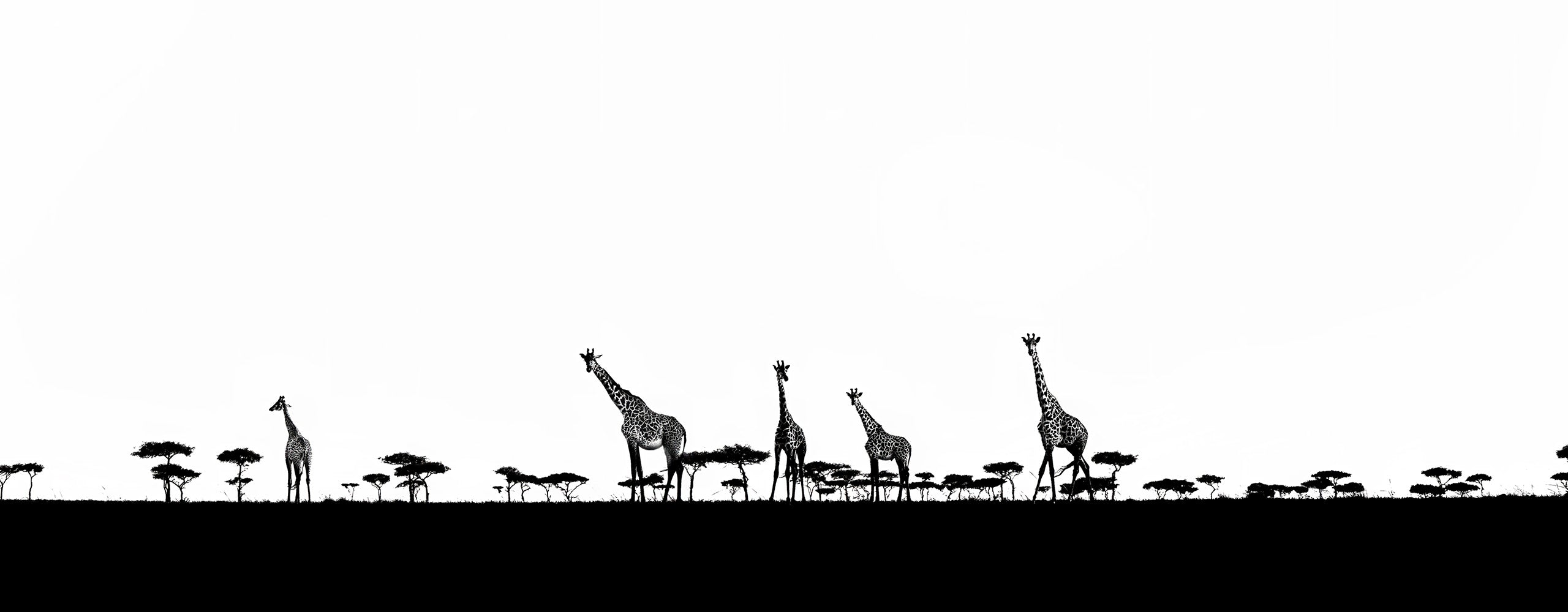 Silhouette of giraffes and trees on a plain background photography by Rodney Bursiel