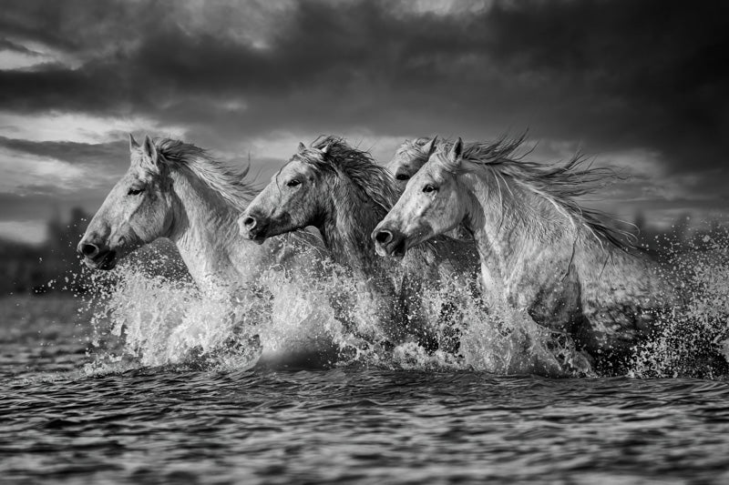 Camargue March