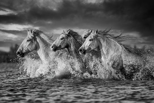 Camargue March