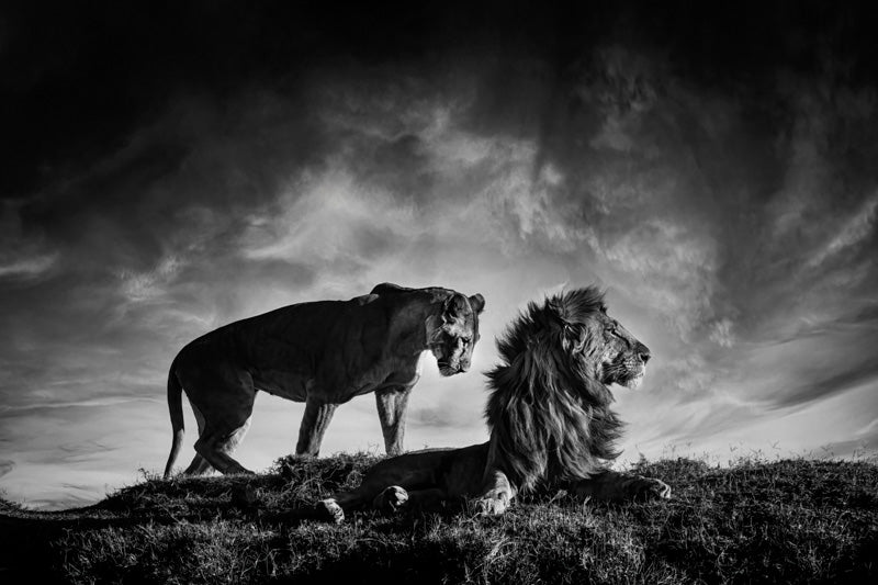 Majestic